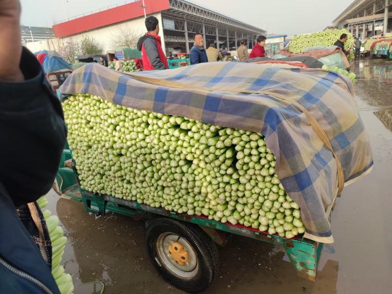 精品芹菜质量相当不错细跟，粗跟规格齐全质量保证可详谈