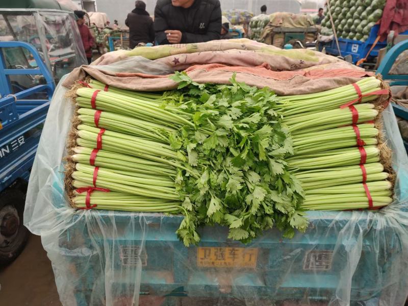 精品芹菜质量相当不错细跟，粗跟规格齐全质量保证可详谈
