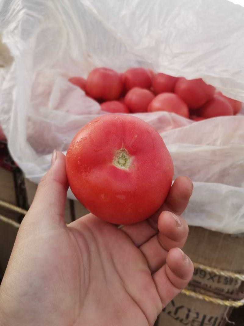 粉红西红柿颜色好果形好新鲜上市货源充足保证质量