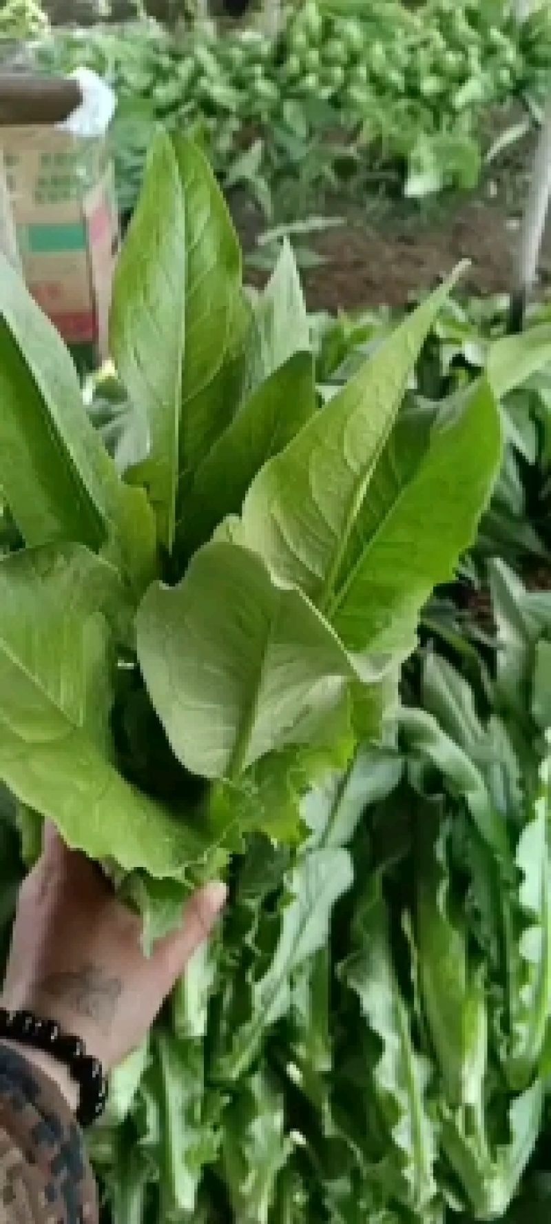 油麦菜，大量上市一手货源，质量很好，高度30～40公分