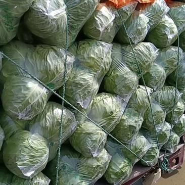 甘蓝精品甘蓝，颜色好特别脆，一手货源
