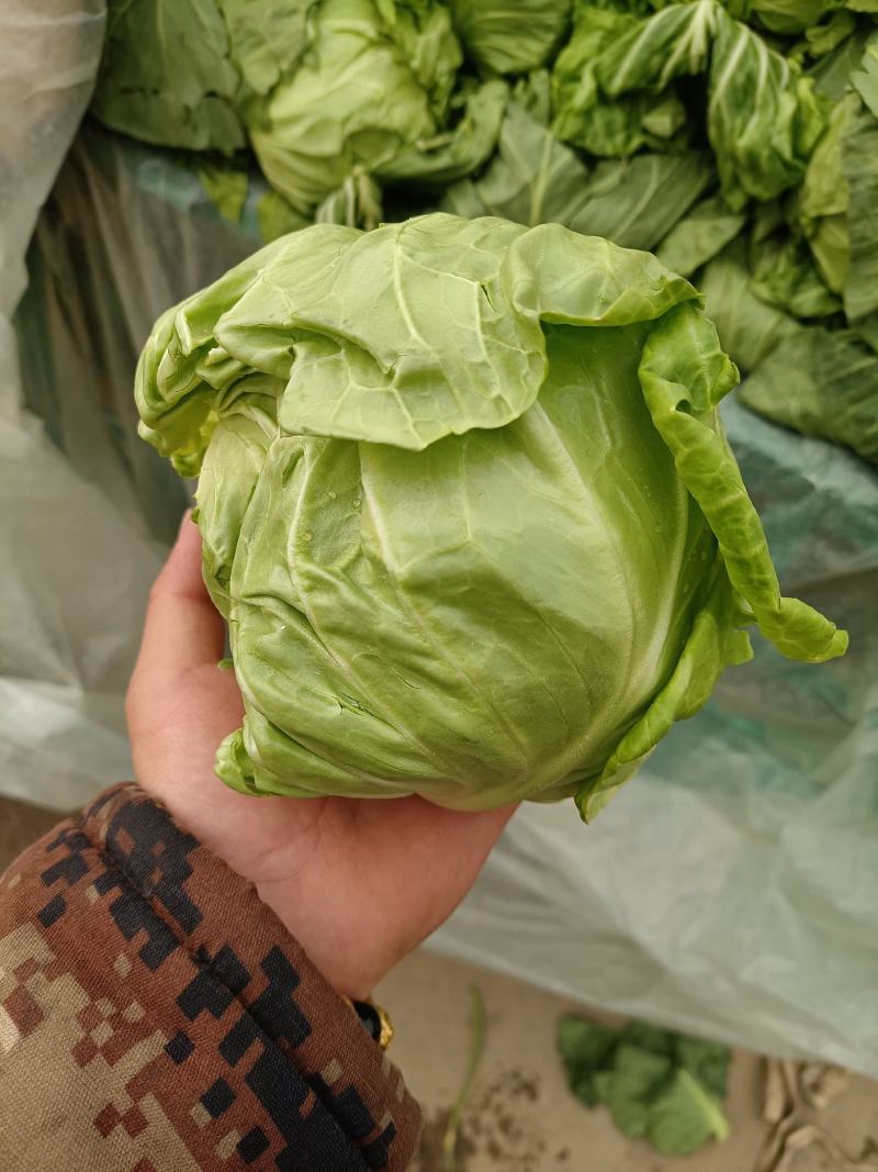 甘蓝精品甘蓝，颜色好特别脆，一手货源