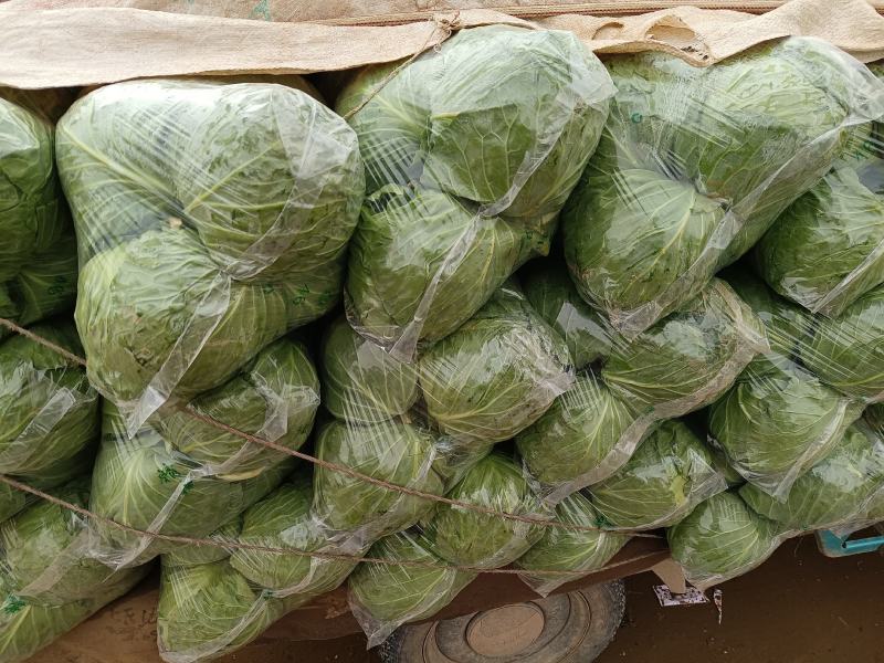 甘蓝精品甘蓝，颜色好特别脆，一手货源