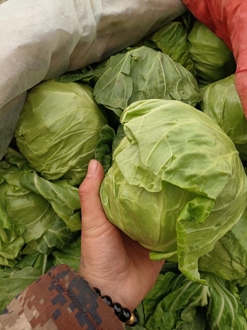 甘蓝精品甘蓝，颜色好特别脆，一手货源
