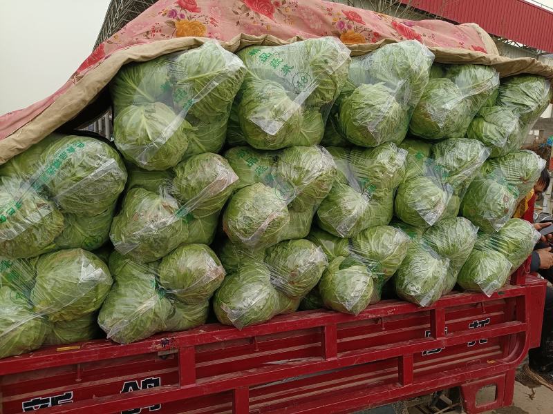 甘蓝精品甘蓝，颜色好特别脆，一手货源