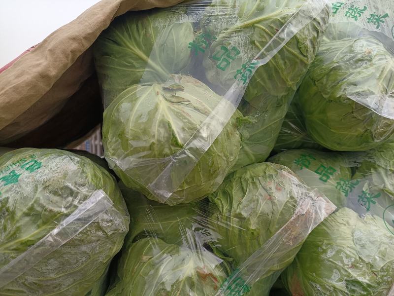 甘蓝精品甘蓝，颜色好特别脆，一手货源