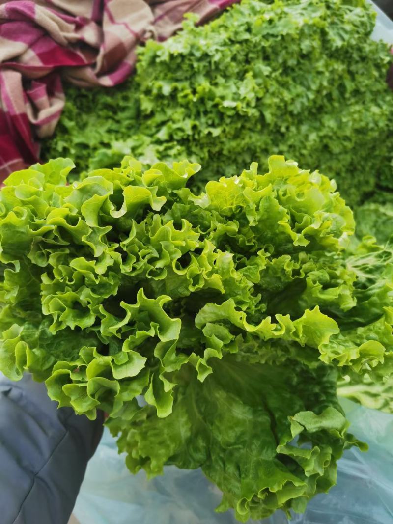 精品生菜，一手货源质量好叶子大，口感特别脆