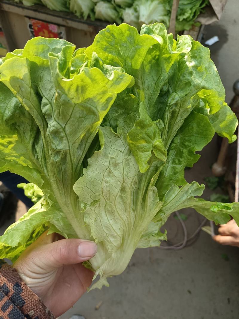 精品生菜，一手货源质量好叶子大，口感特别脆
