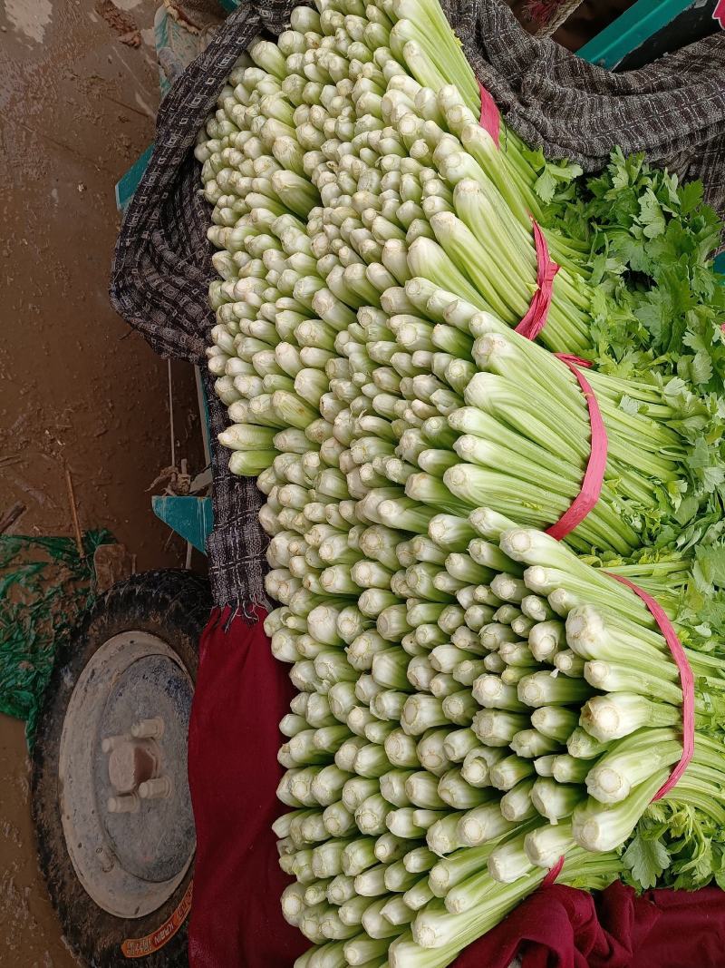 精品芹菜，新鲜蔬菜，口感特别翠，一手货源。