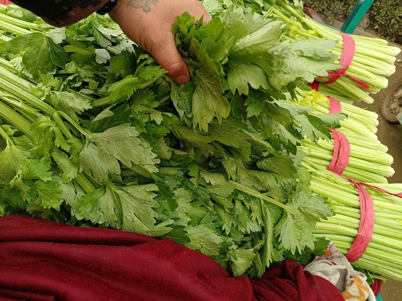 精品芹菜，新鲜蔬菜，口感特别翠，一手货源。
