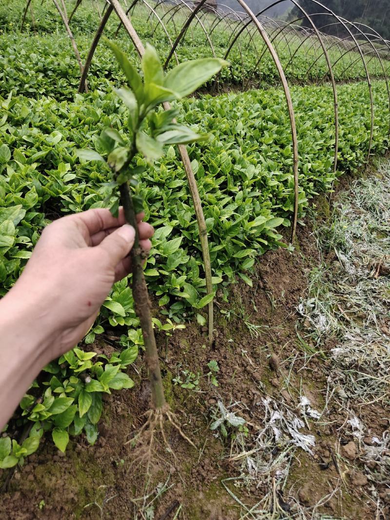 南板蓝根苗南板蓝根苗批发