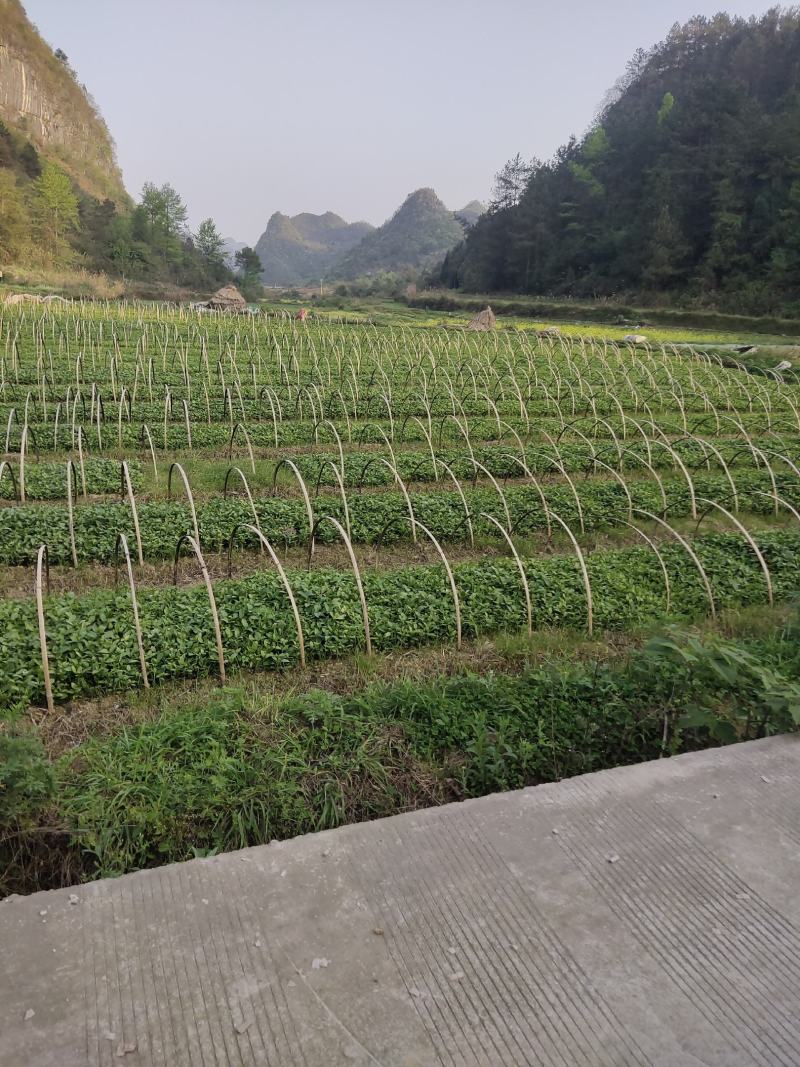 南板蓝根苗南板蓝根苗批发