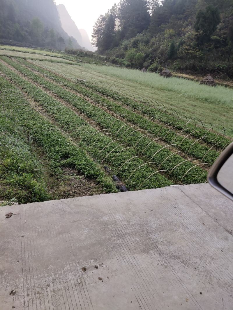 南板蓝根苗南板蓝根苗批发