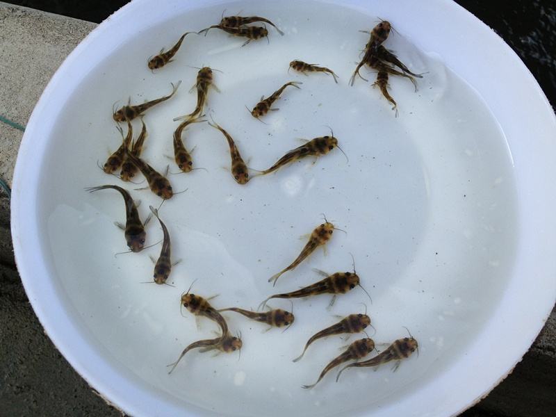 黄骨鱼苗，2至6公分，量大从优，全雄，统货，任君选择。