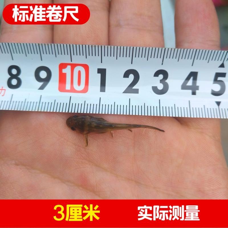 黄骨鱼苗，2至6公分，量大从优，全雄，统货，任君选择。