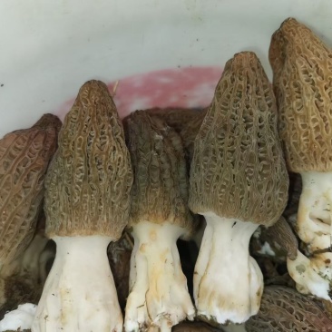 营养价值很高的羊肚菌