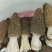 营养价值很高的羊肚菌