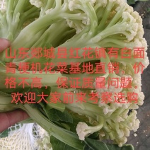 白面青梗松花菜✔基地直销✔一手货源✔量大从优✔质量保证✔