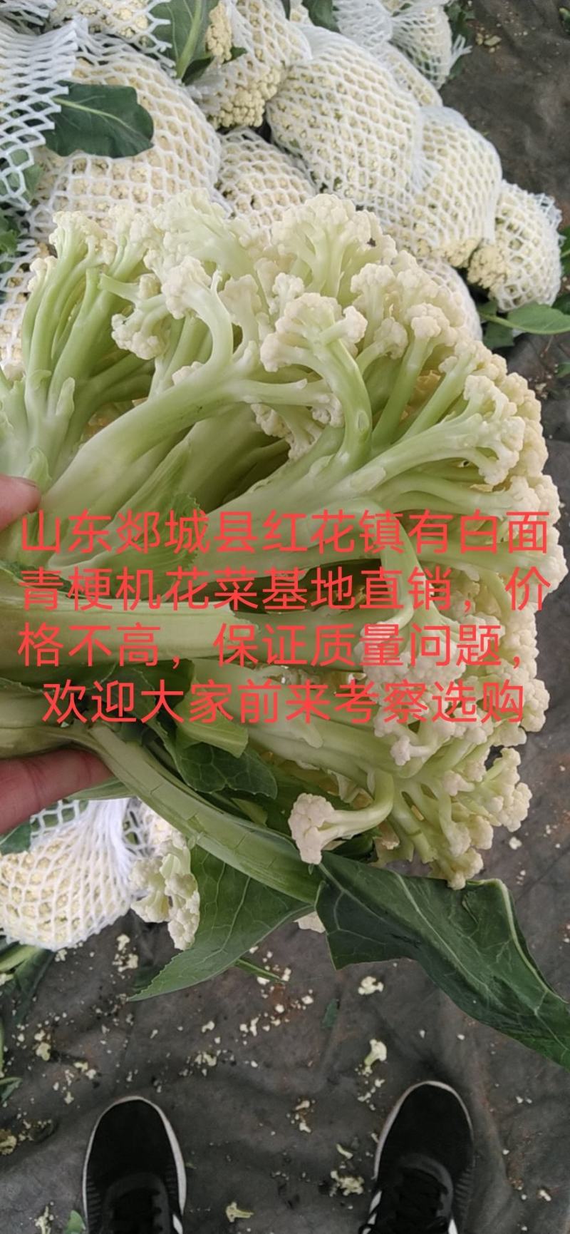 白面青梗松花菜✔基地直销✔一手货源✔量大从优✔质量保证✔