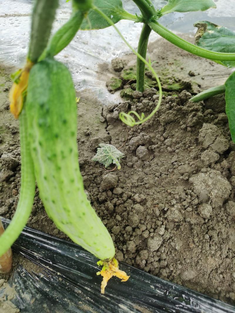 大众蔬菜基地，白燕黄瓜，无苦味