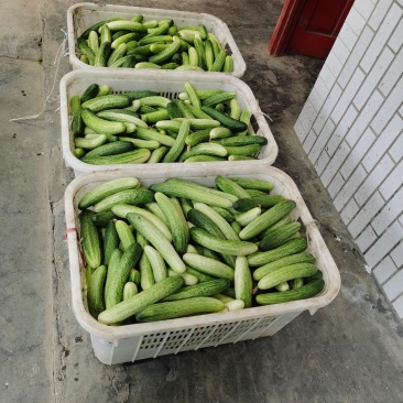 大众蔬菜基地，白燕黄瓜，无苦味
