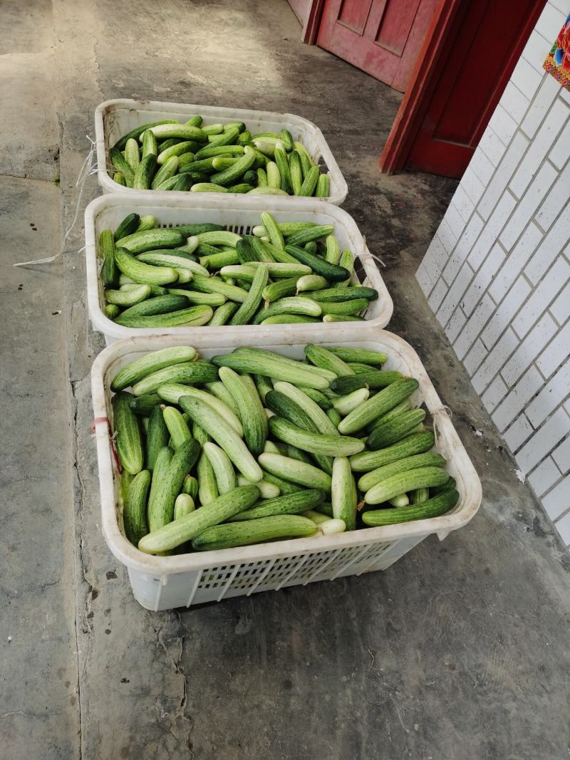 大众蔬菜基地，白燕黄瓜，无苦味