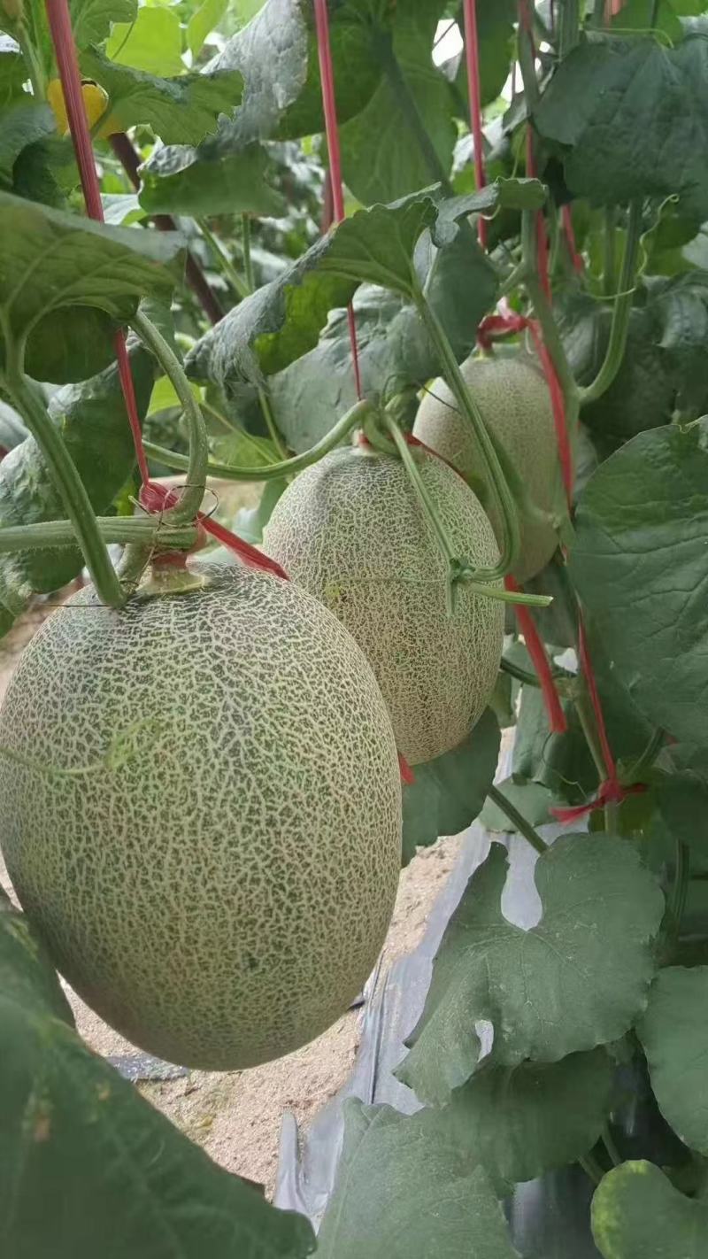 晓蜜25哈密瓜小蜜西州蜜专业对接市场商超平台