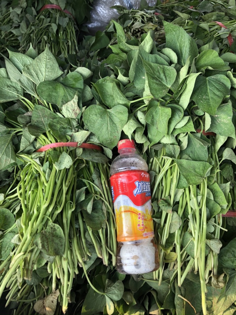 红薯苗，西瓜红，商薯19，龙薯九，烟25，基地直供