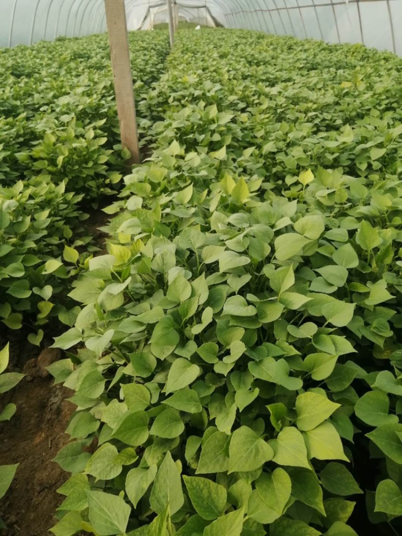 红薯苗，西瓜红，商薯19，龙薯九，烟25，基地直供