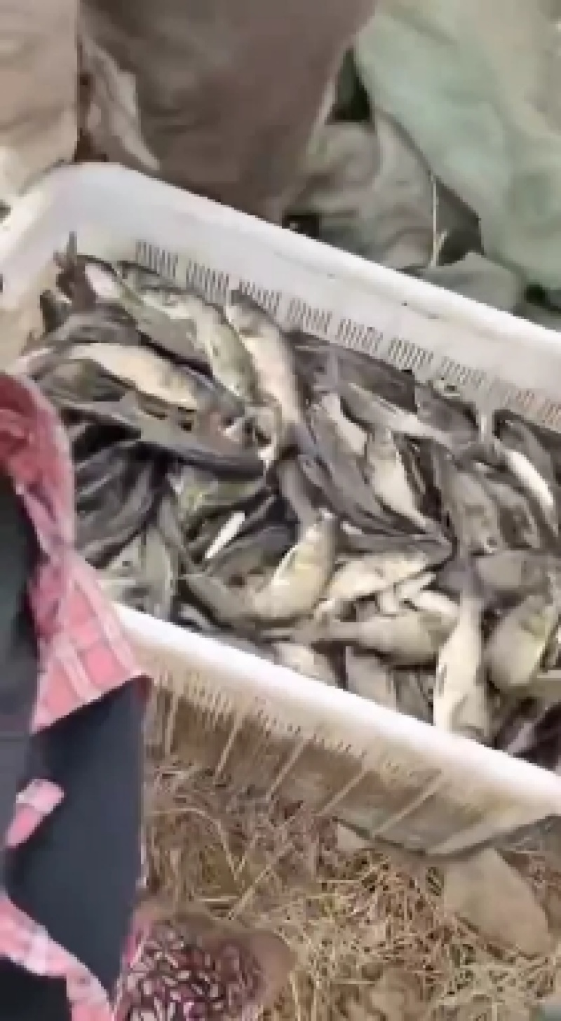花鲢鱼鱼苗大小规格齐全送货上门抗病毒存活率保
