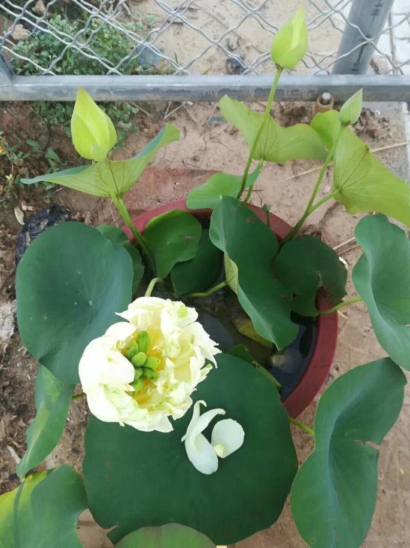 绿化荷花，营养杯荷花，皮桶荷花，绿化碗莲青州临朐货源