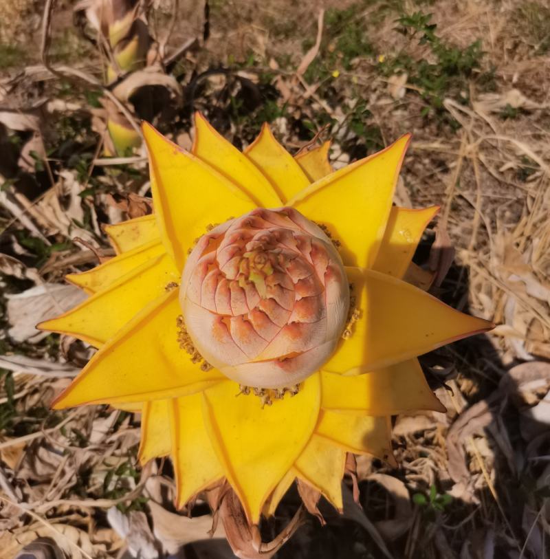 云南地涌金莲千瓣莲花