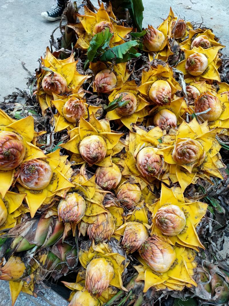 云南地涌金莲千瓣莲花