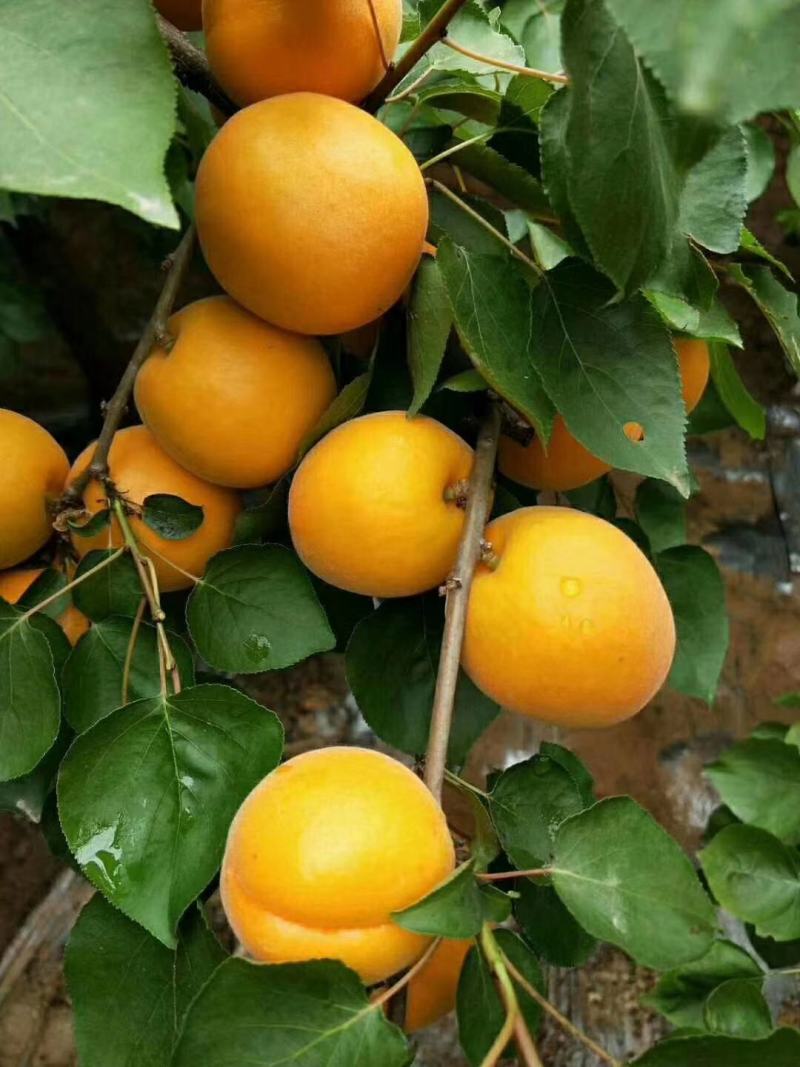 金太阳杏陕西金太阳杏供应，金太阳杏上市价格