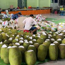 越南前江红肉菠萝蜜产地直发一手货源按越南工厂价格卖