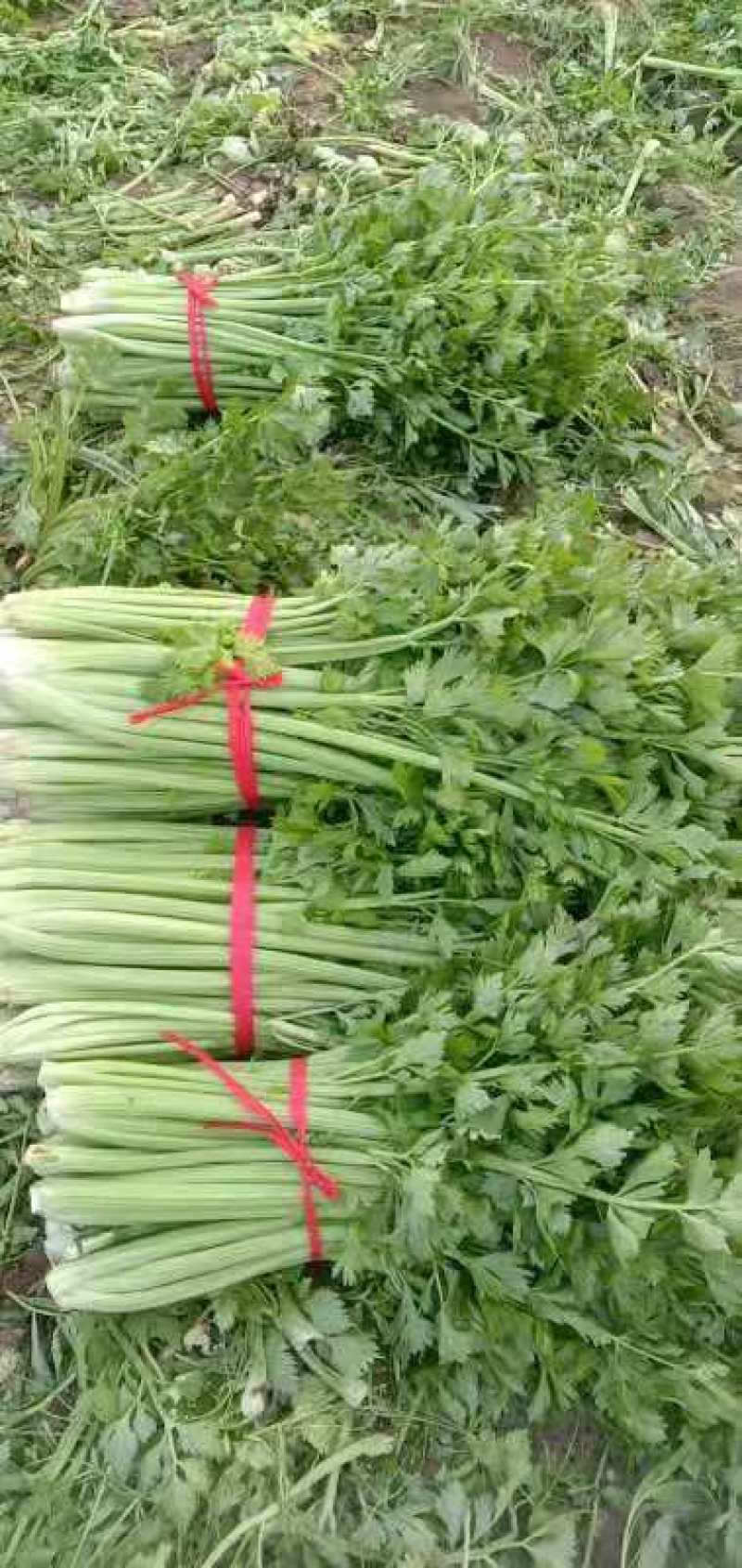 西芹大棚芹菜产地直发一手货源欢迎新老客户采购