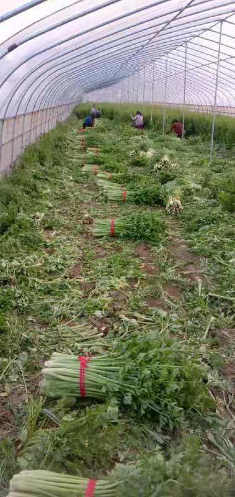 西芹大棚芹菜产地直发一手货源欢迎新老客户采购
