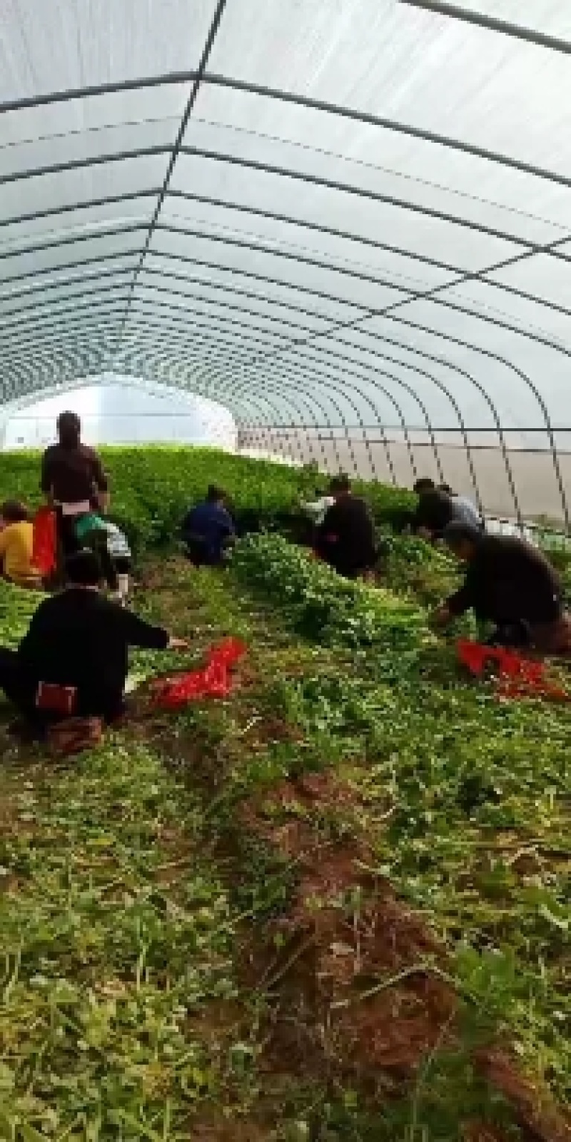 西芹大棚芹菜产地直发一手货源欢迎新老客户采购