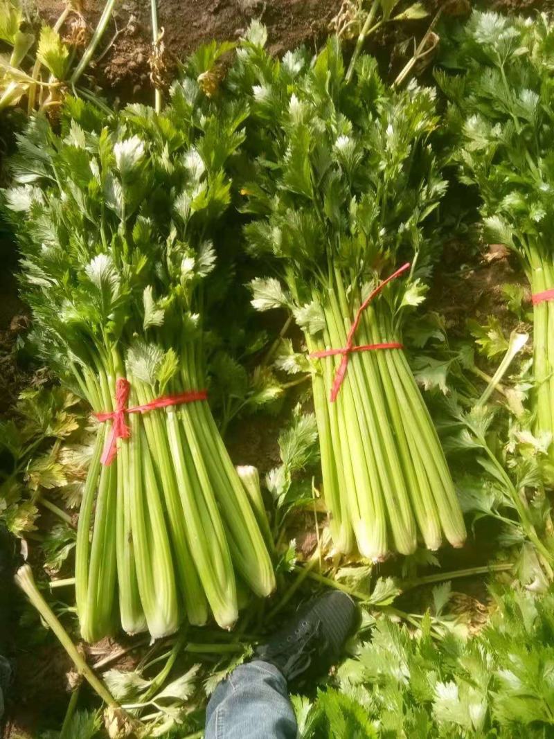 西芹大棚芹菜产地直发一手货源欢迎新老客户采购