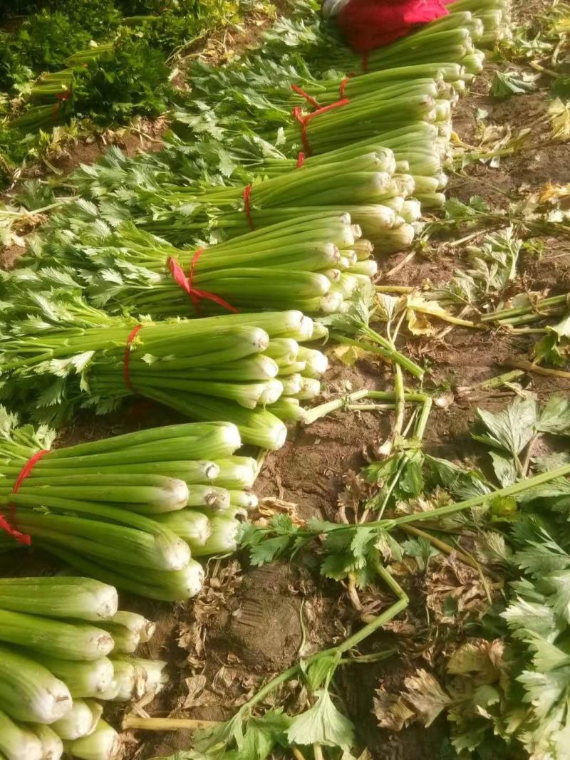 西芹大棚芹菜产地直发一手货源欢迎新老客户采购
