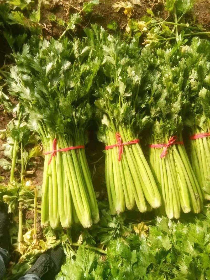 西芹大棚芹菜产地直发一手货源欢迎新老客户采购
