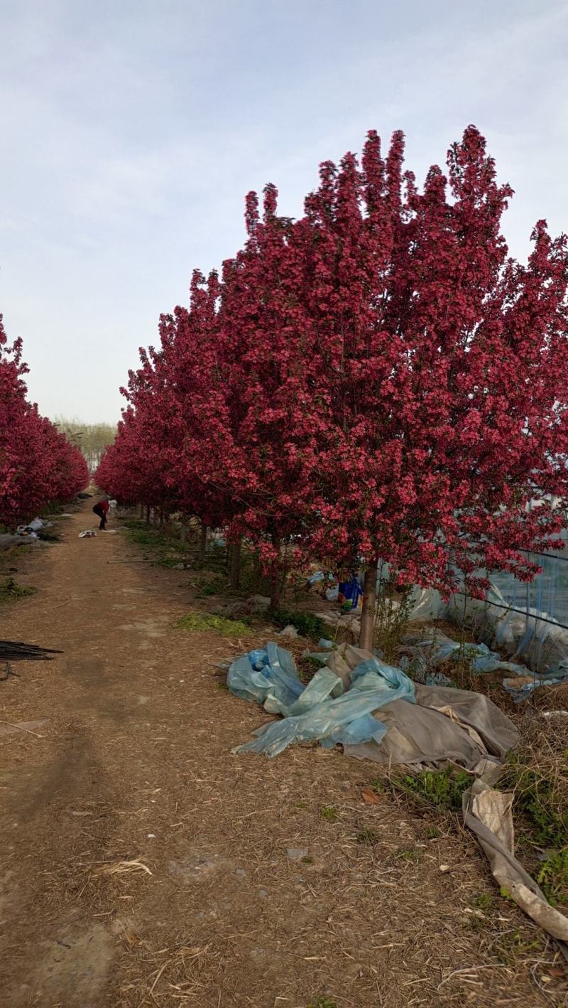 庭院地栽大型高杆海棠树苗西府海棠垂丝海棠花耐寒植物花北美