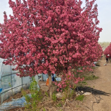 庭院地栽大型高杆海棠树苗西府海棠垂丝海棠花耐寒植物花北美