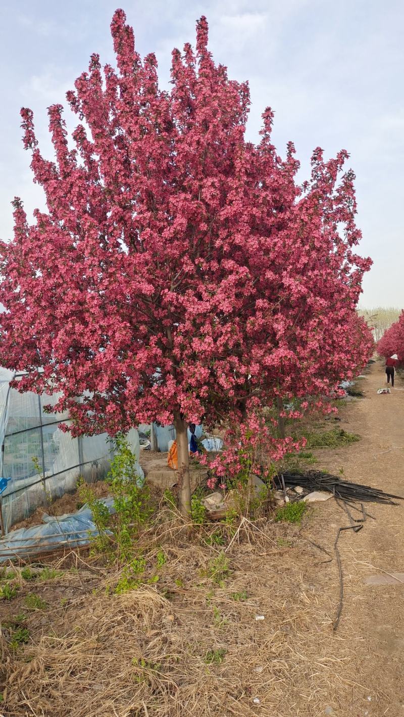 庭院地栽大型高杆海棠树苗西府海棠垂丝海棠花耐寒植物花北美