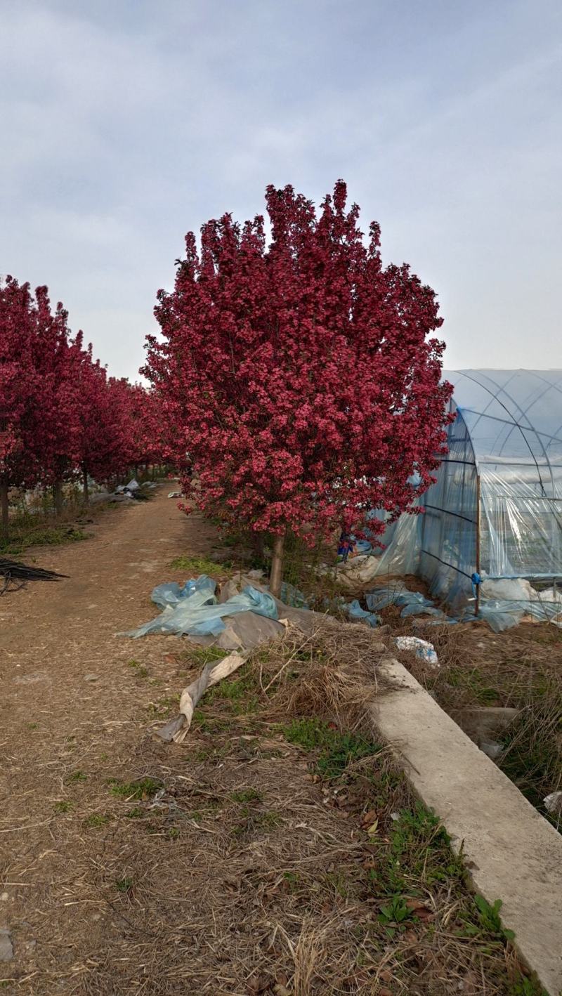 庭院地栽大型高杆海棠树苗西府海棠垂丝海棠花耐寒植物花北美