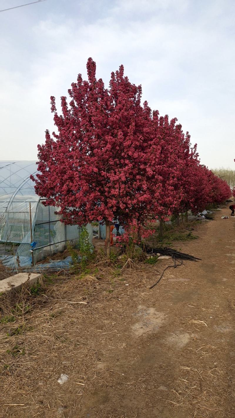庭院地栽大型高杆海棠树苗西府海棠垂丝海棠花耐寒植物花北美