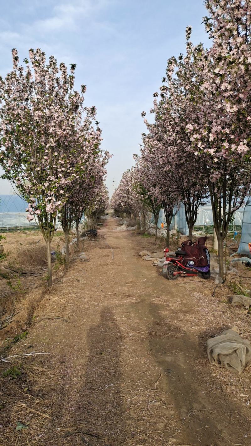 庭院地栽大型高杆海棠树苗西府海棠垂丝海棠花耐寒植物花北美