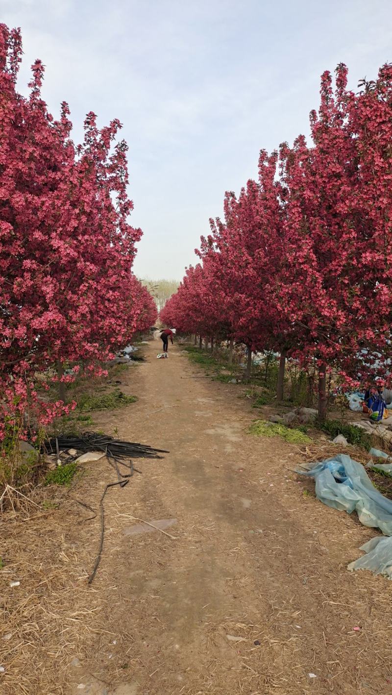 庭院地栽大型高杆海棠树苗西府海棠垂丝海棠花耐寒植物花北美