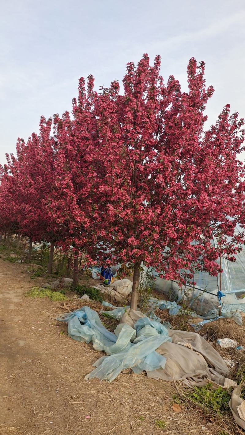 庭院地栽大型高杆海棠树苗西府海棠垂丝海棠花耐寒植物花北美
