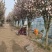 庭院地栽大型高杆海棠树苗西府海棠垂丝海棠花耐寒植物花北美